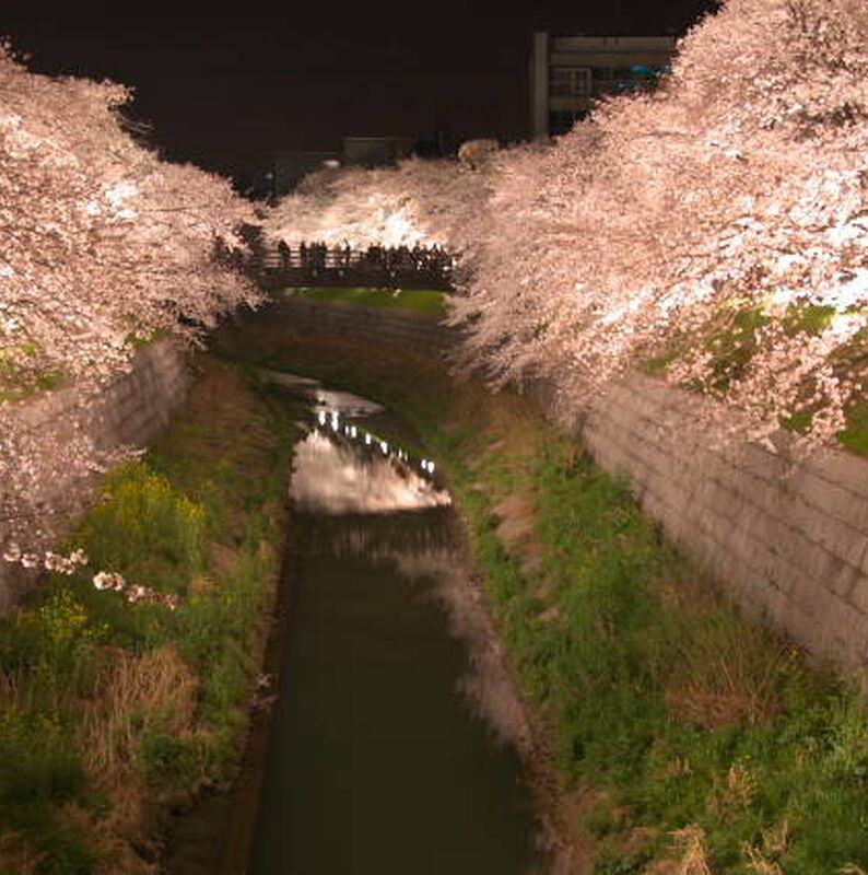 花見4
